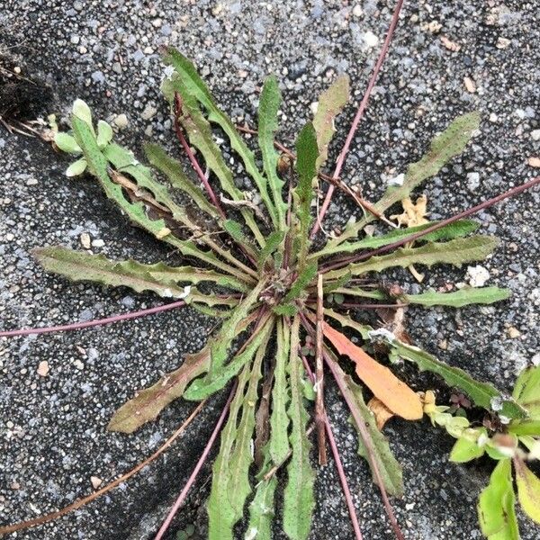 Leontodon saxatilis Leaf