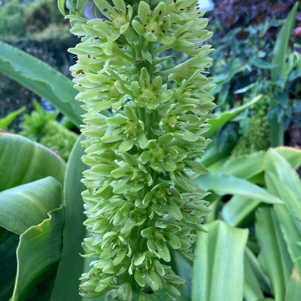 Eucomis autumnalis 花