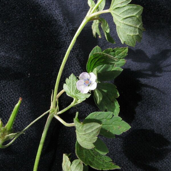 Geranium nepalense Habit