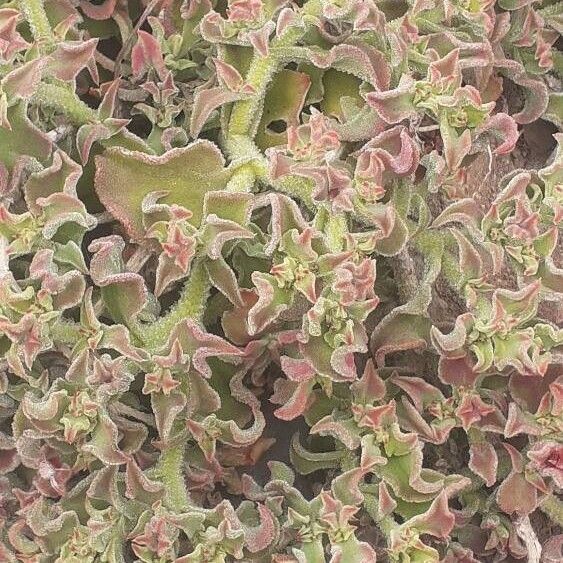 Mesembryanthemum crystallinum Blad