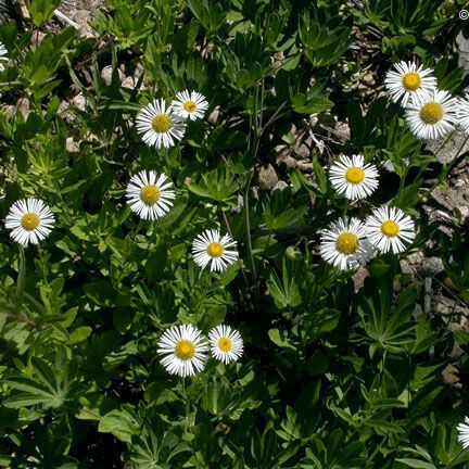 Erigeron coulteri Vivejo