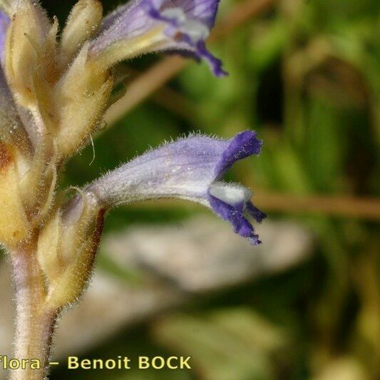 Orobanche mutelii 花