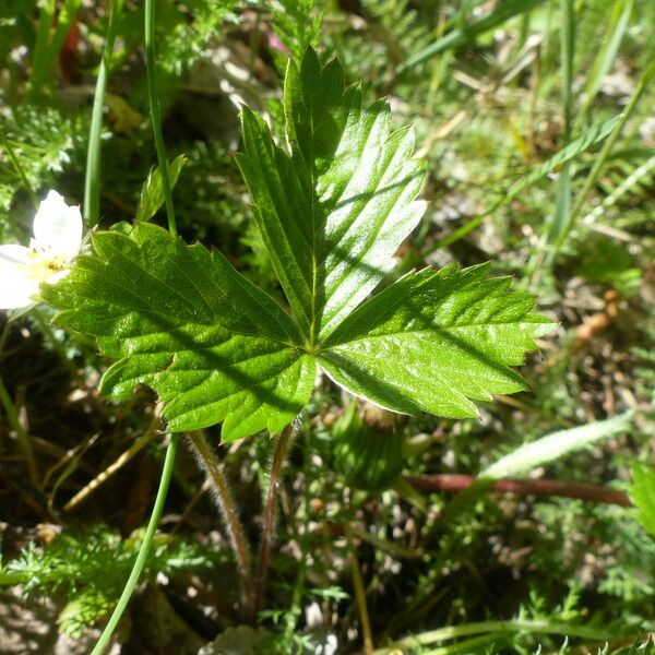 Fragaria moschata ᱥᱟᱠᱟᱢ