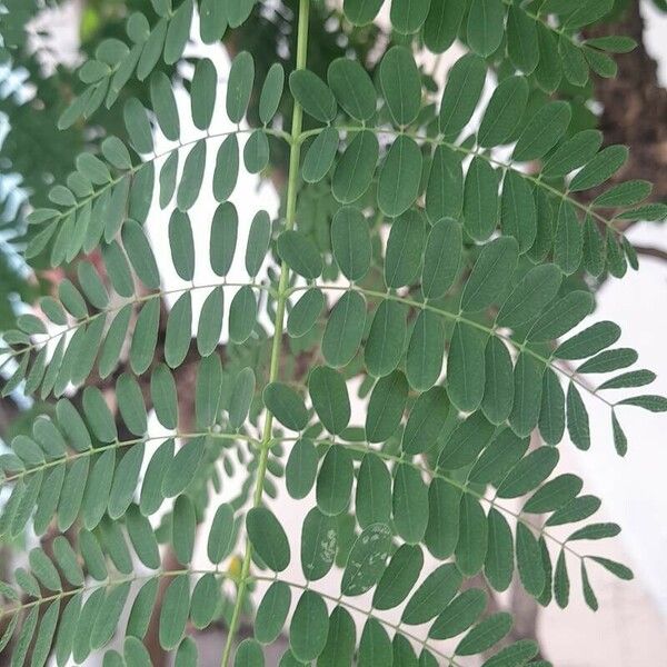 Caesalpinia pulcherrima पत्ता