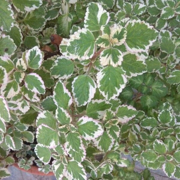 Plectranthus madagascariensis Folio