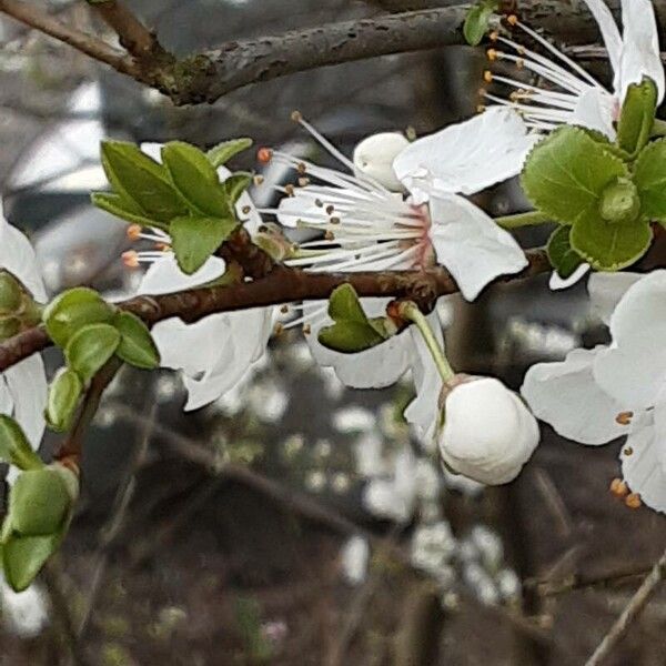 Prunus cerasus Blüte