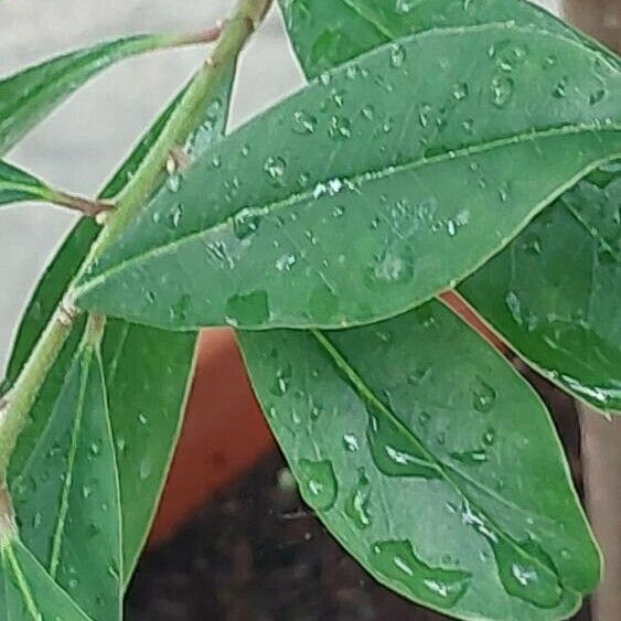 Ilex paraguariensis Ліст