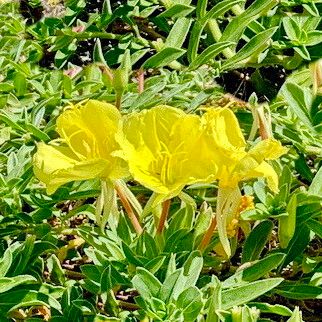 Oenothera drummondii Кветка