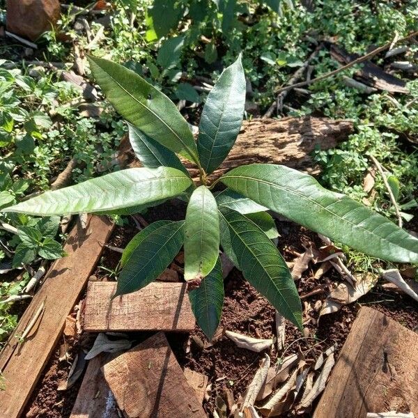 Mangifera indica Folha