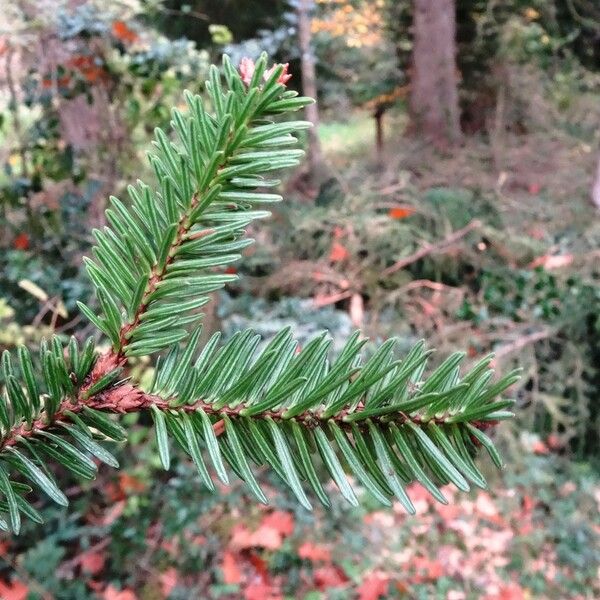 Abies numidica Sonstige