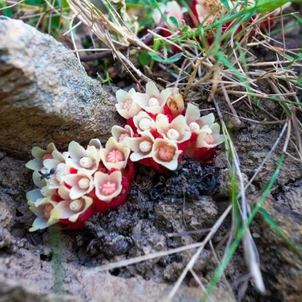 Cytinus ruber Blomst