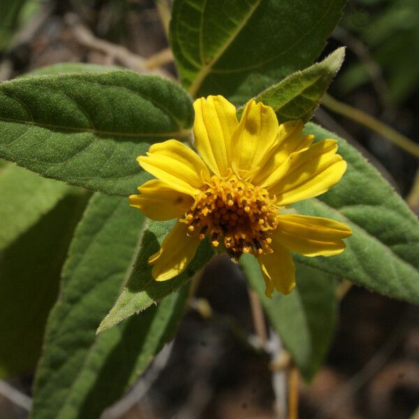 Borrichia arborescens Кветка