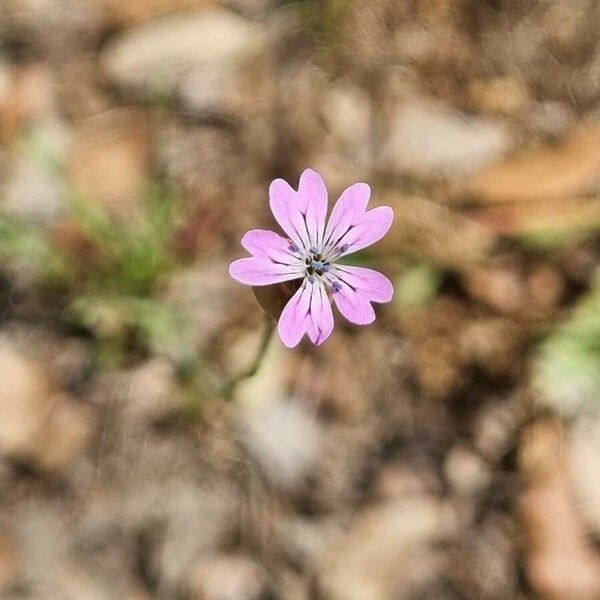 Petrorhagia dubia Flower