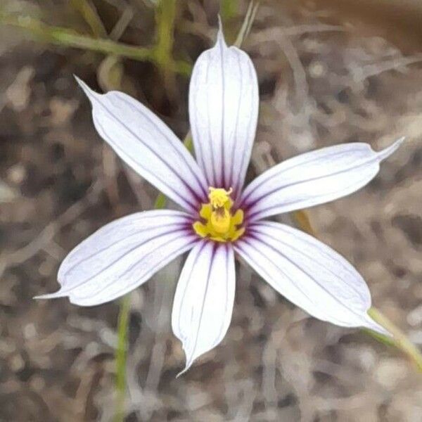 Sisyrinchium micranthum Flor