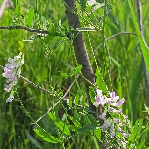 Vicia biennis Floro