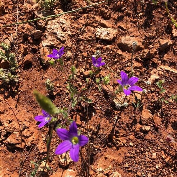 Githopsis pulchella Çiçek