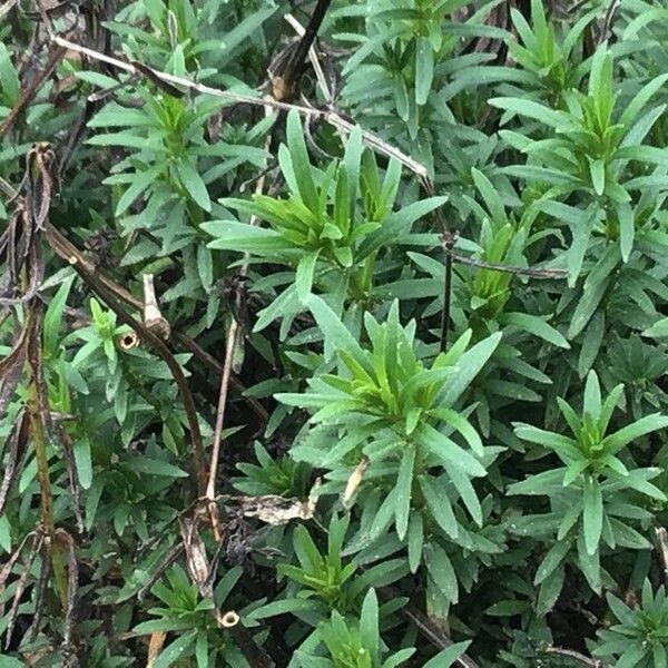 Asperula tinctoria Leaf