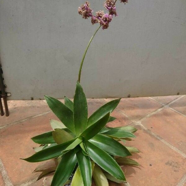 Callisia warszewicziana Blad