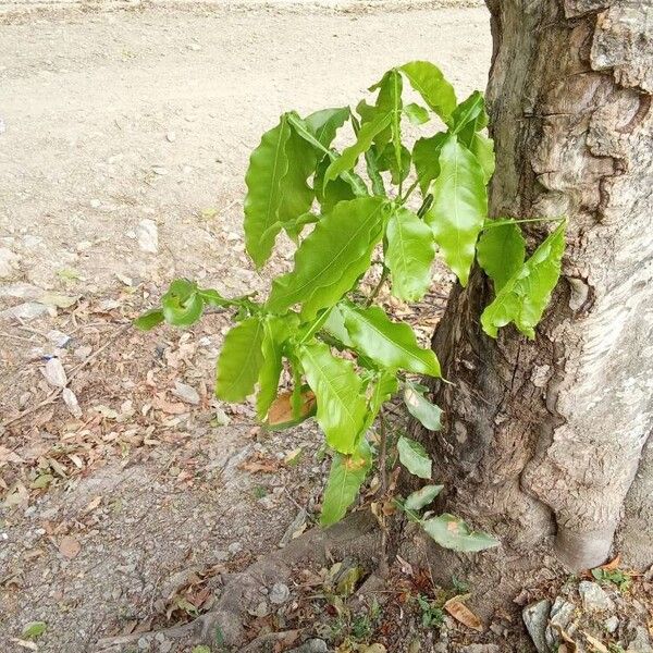 Melicoccus bijugatus Leaf