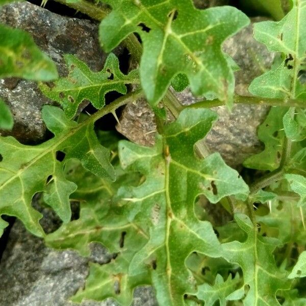 Solanum virginianum Blad