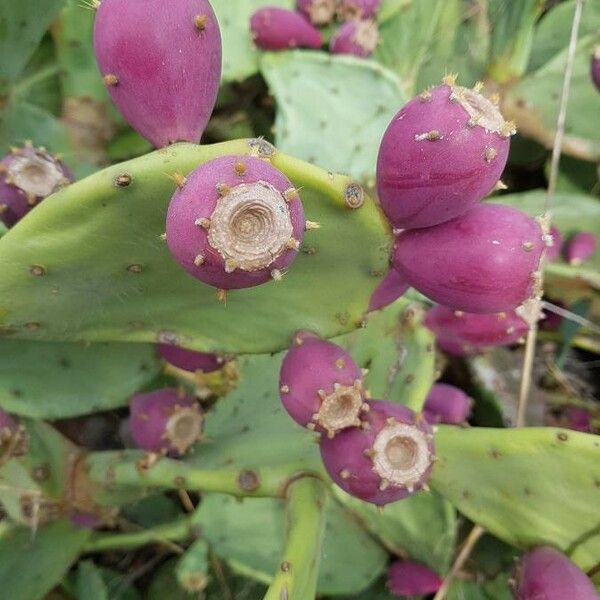 Opuntia stricta Ffrwyth