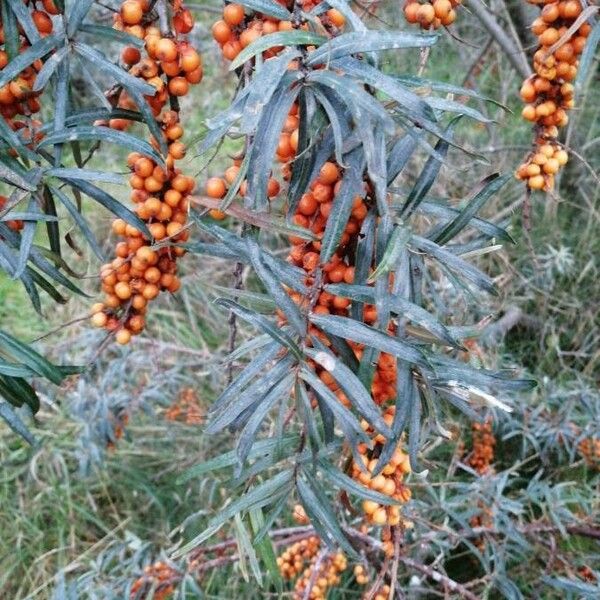 Hippophae rhamnoides Habitus