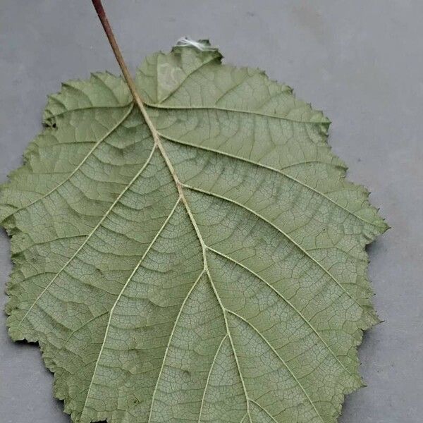 Corylus cornuta Φύλλο