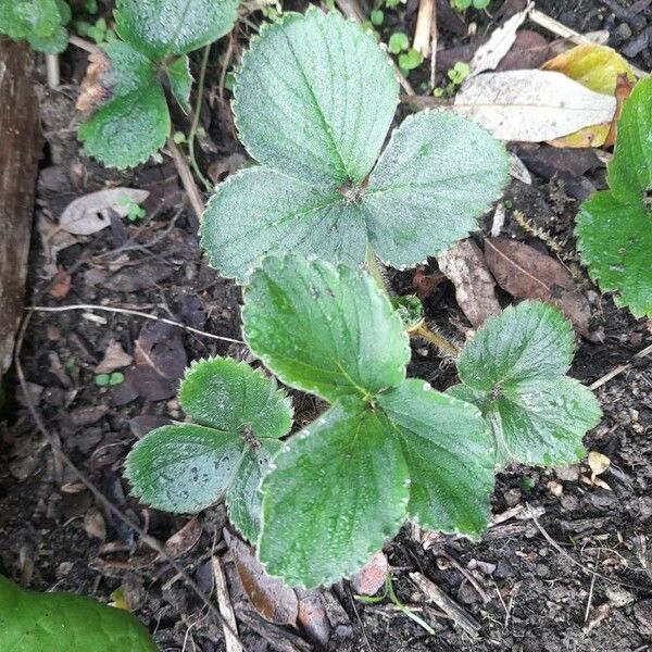 Fragaria × ananassa Leaf