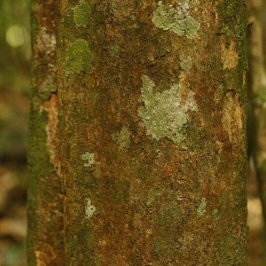 Posoqueria latifolia Kora