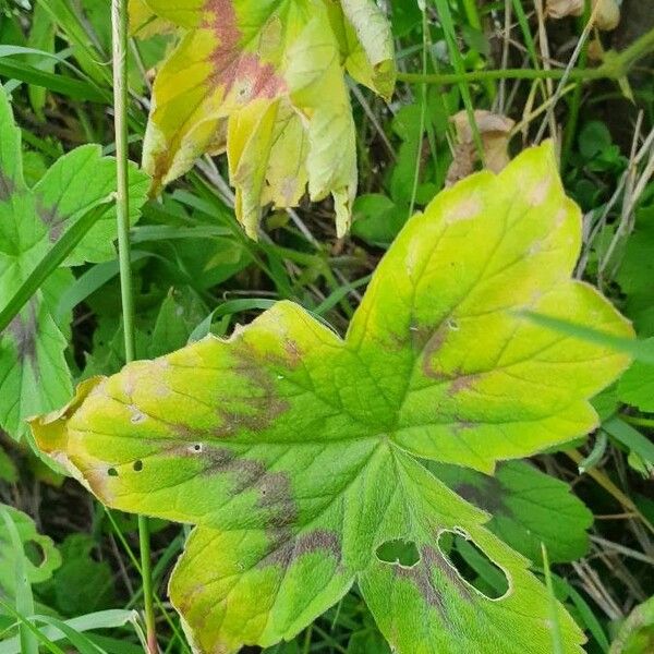 Pelargonium multibracteatum Ліст