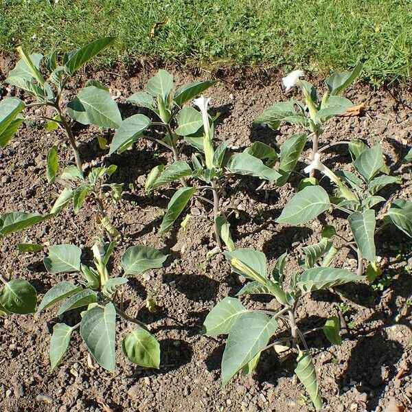 Datura innoxia Elinympäristö