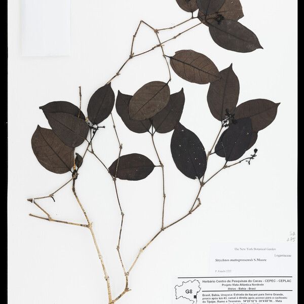 Strychnos mattogrossensis Leaf