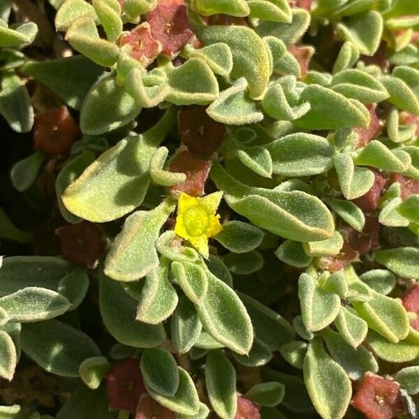 Aizoon canariense Flower