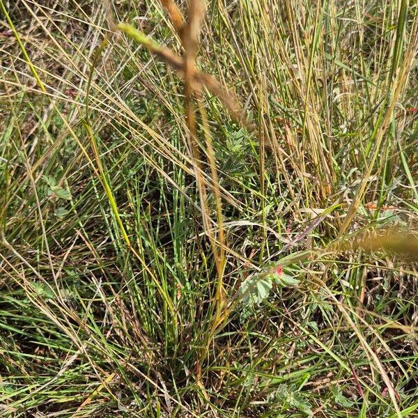 Heteropogon contortus Blomst