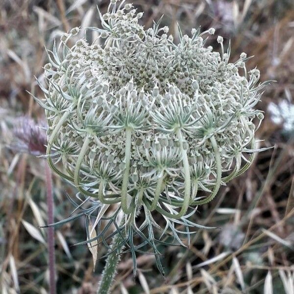 Daucus carota Vrucht