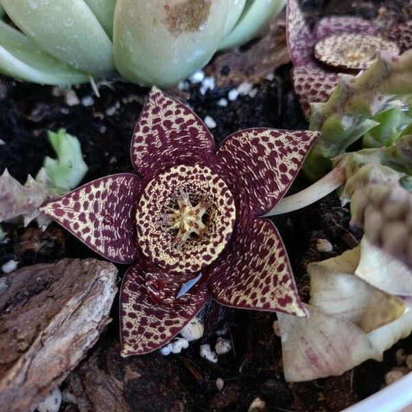 Orbea variegata 花