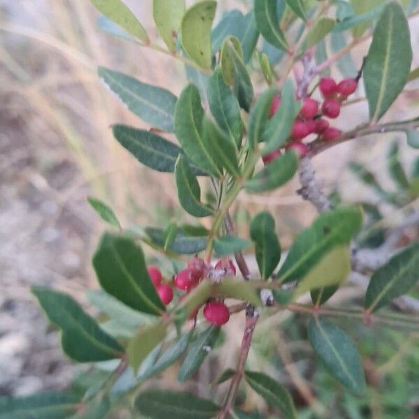 Pistacia lentiscus Leaf