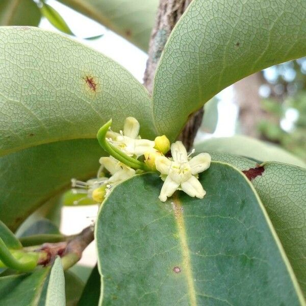 Erythroxylum coca Flower