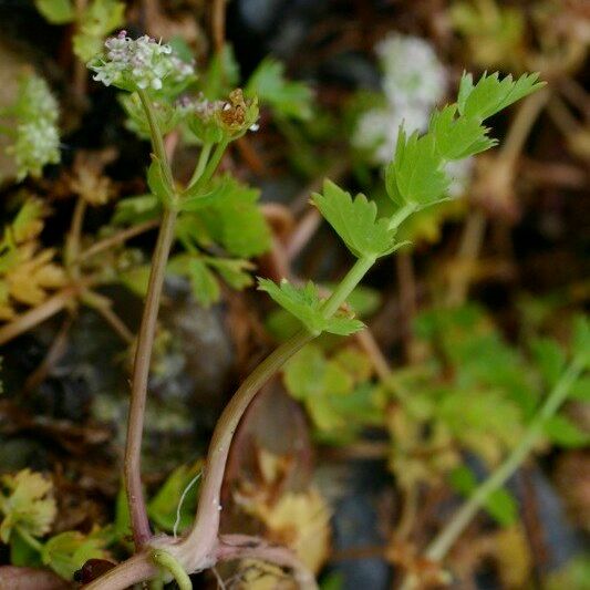 Helosciadium repens অন্যান্য