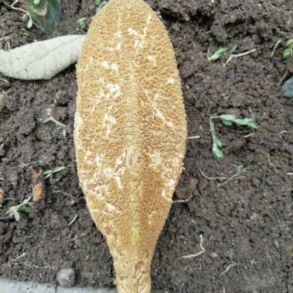 Pterospermum acerifolium Frucht