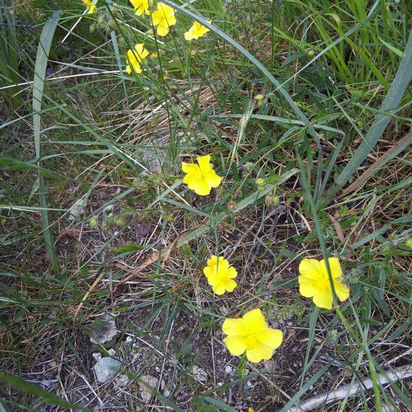 Helianthemum nummularium Агульны выгляд