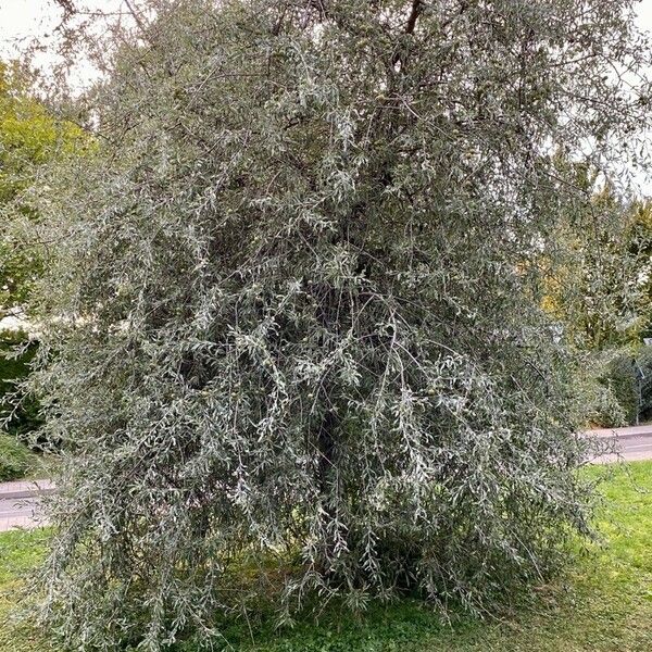 Pyrus salicifolia موطن