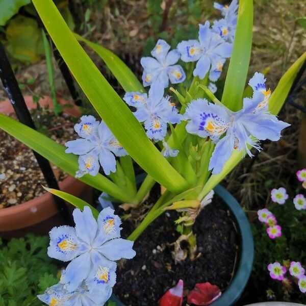 Iris japonica Floro