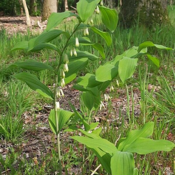 Polygonatum multiflorum ᱥᱟᱠᱟᱢ