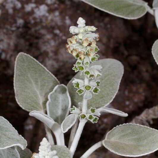 Sideritis brevicaulis Kita