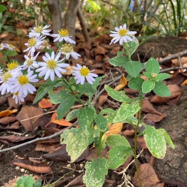 Aster ageratoides 形态