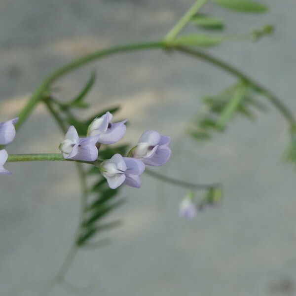 Vicia hirsuta 花