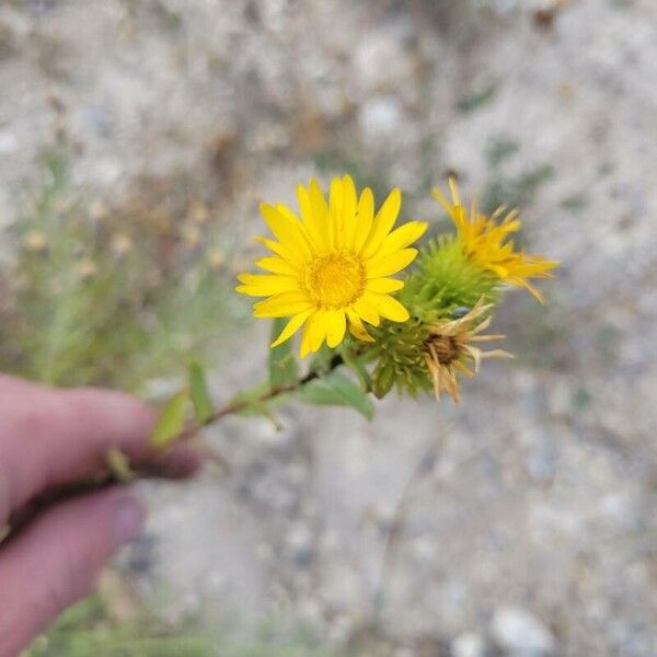 Grindelia lanceolata Квітка