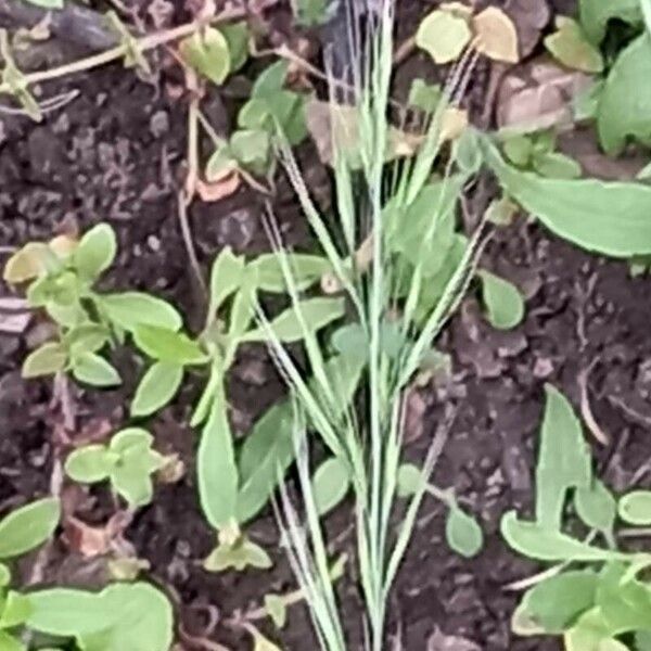 Festuca bromoides Flower