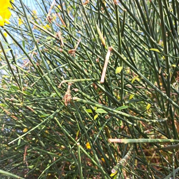 Spartium junceum Leaf